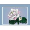 MouldKing 24007 Mould King 24007 non  HOA TRÀ bộ đồ chơi xếp lắp ráp ghép mô hình Flowers FLOWER WORLD CAMELLIA 127 khối