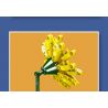 MouldKing 24003 Mould King 24003 non  HOA ĐỒNG TIỀN bộ đồ chơi xếp lắp ráp ghép mô hình Flowers FLOWER WORLD BARBERTON DAISY 180 khối