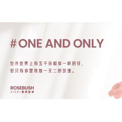 WEILE CREATION 2159 NGÔN NGỮ CỦA HOA KHÔNG NGỦ HỒNG MẶT MỰC bộ đồ chơi xếp lắp ráp ghép mô hình Creator Sáng Tạo 352 khối