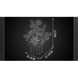 MouldKing 24110 Mould King 24110 HƯỚNG DƯƠNG bộ đồ chơi xếp lắp ráp ghép mô hình Creator SUNFLOWER Sáng Tạo 1047 khối