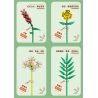 ZUANMA 087C non  BÓ 8 CỐC 1 bộ đồ chơi xếp lắp ráp ghép mô hình Flowers Hoa 715 khối